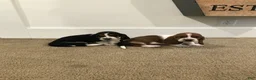 Basset Hound dogs for sale: Buddy-Male - Ad 3