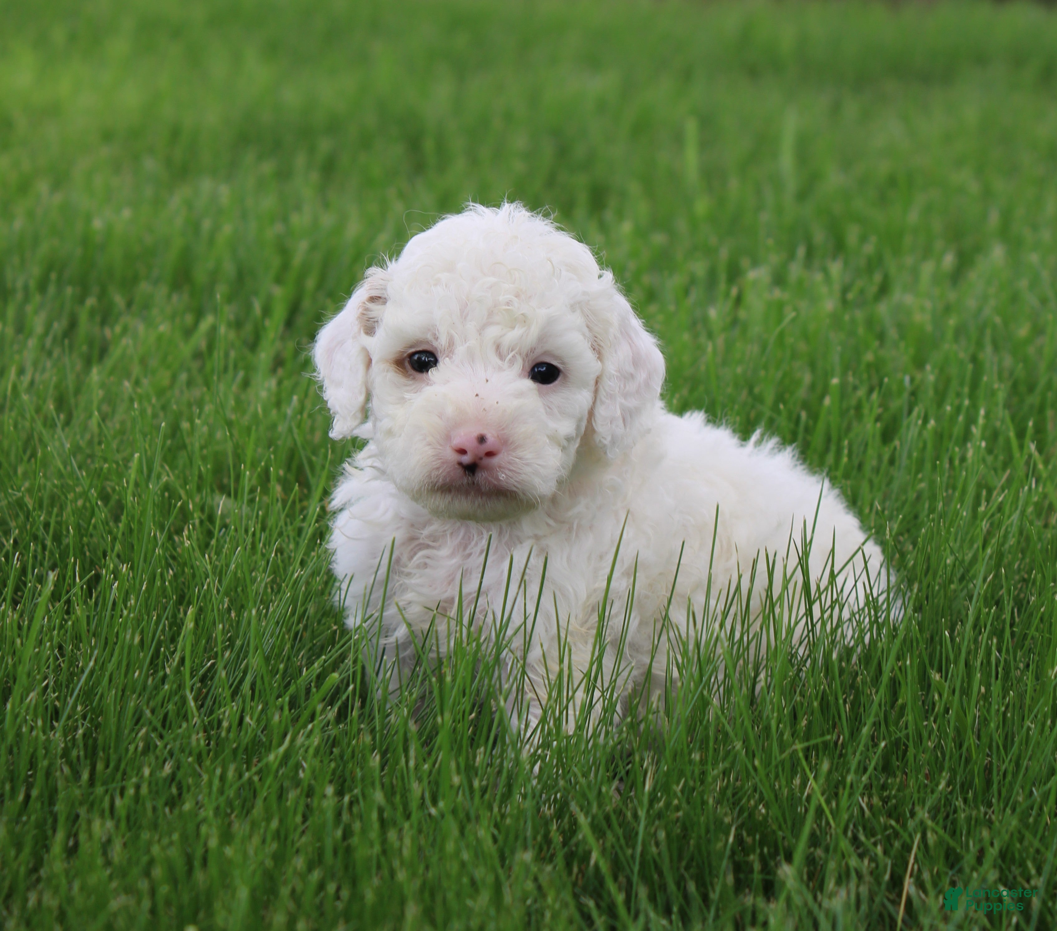 Mini Goldendoodle dogs Toby - Ad 41