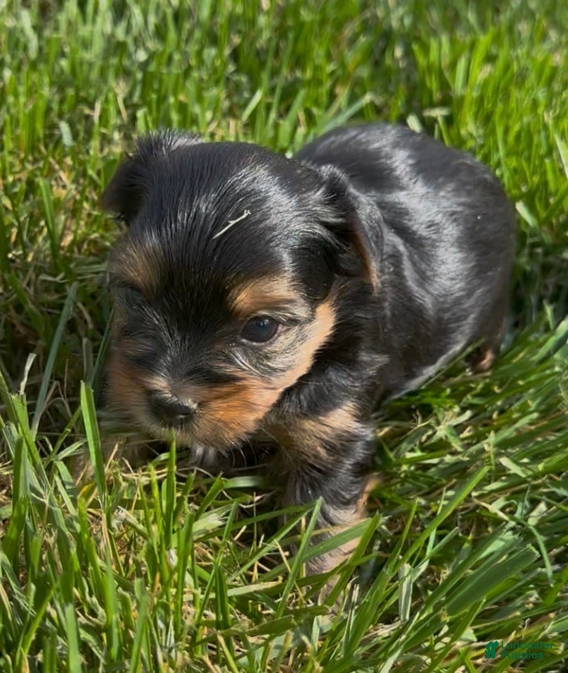 Yorkshire Terrier dogs for sale: Larry (AKC Registerable available) - Ad 1