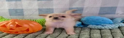 Chihuahua dogs for sale: Liam - Ad 13