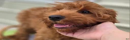 Cockapoo dogs for sale: Milan - Ad 5