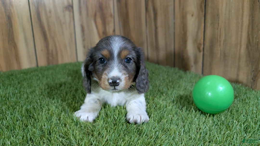 Miniature Dachshund dogs for sale: Pansy Boy - Ad 1
