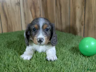 Miniature Dachshund dogs for sale: Pansy Boy - Ad 3