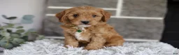 Cavapoo dogs for sale: Louie - Ad 11