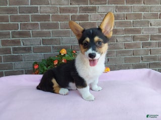 Welsh Corgi Pembroke dogs - Ad 19