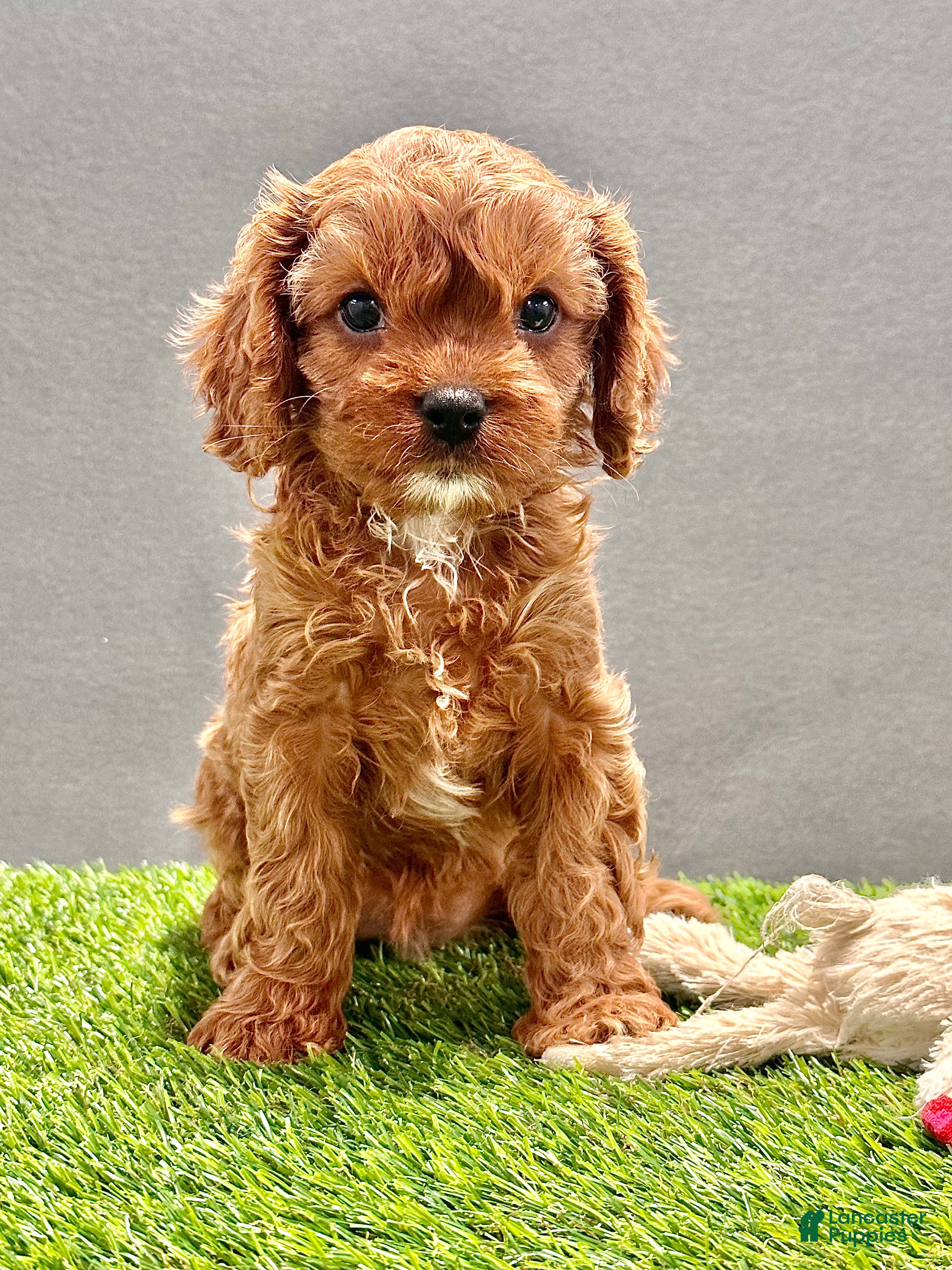 Cavapoo dogs Willow - Ad 1
