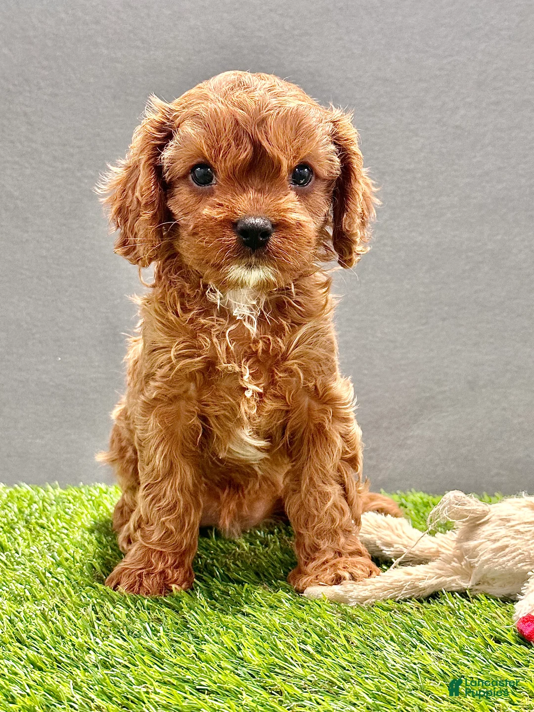 Cavapoo dogs for sale: Willow - Ad 1