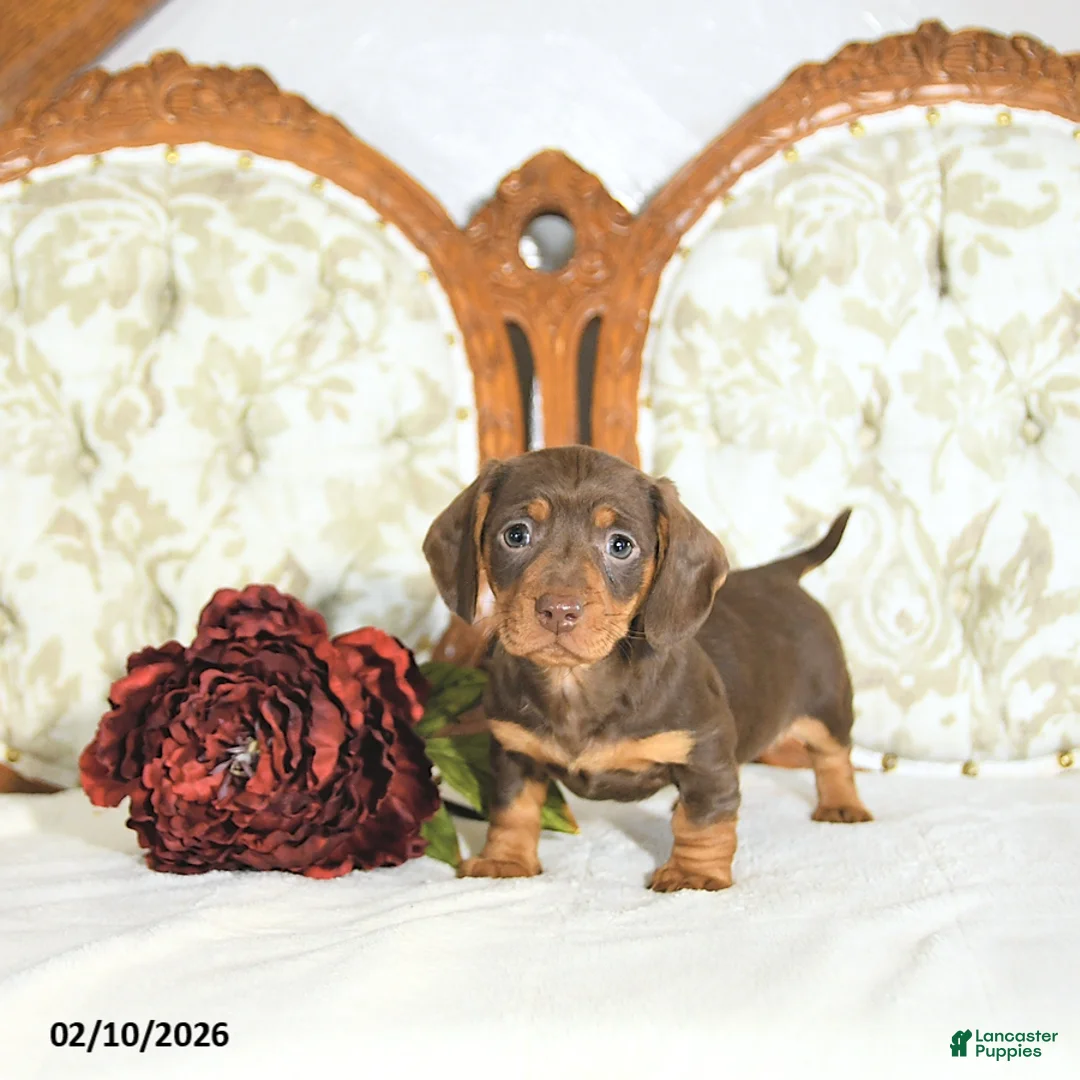 Miniature Dachshund dogs for sale: Piper - Ad 4