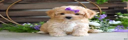 Maltipoo dogs for sale: Hazel - Ad 3