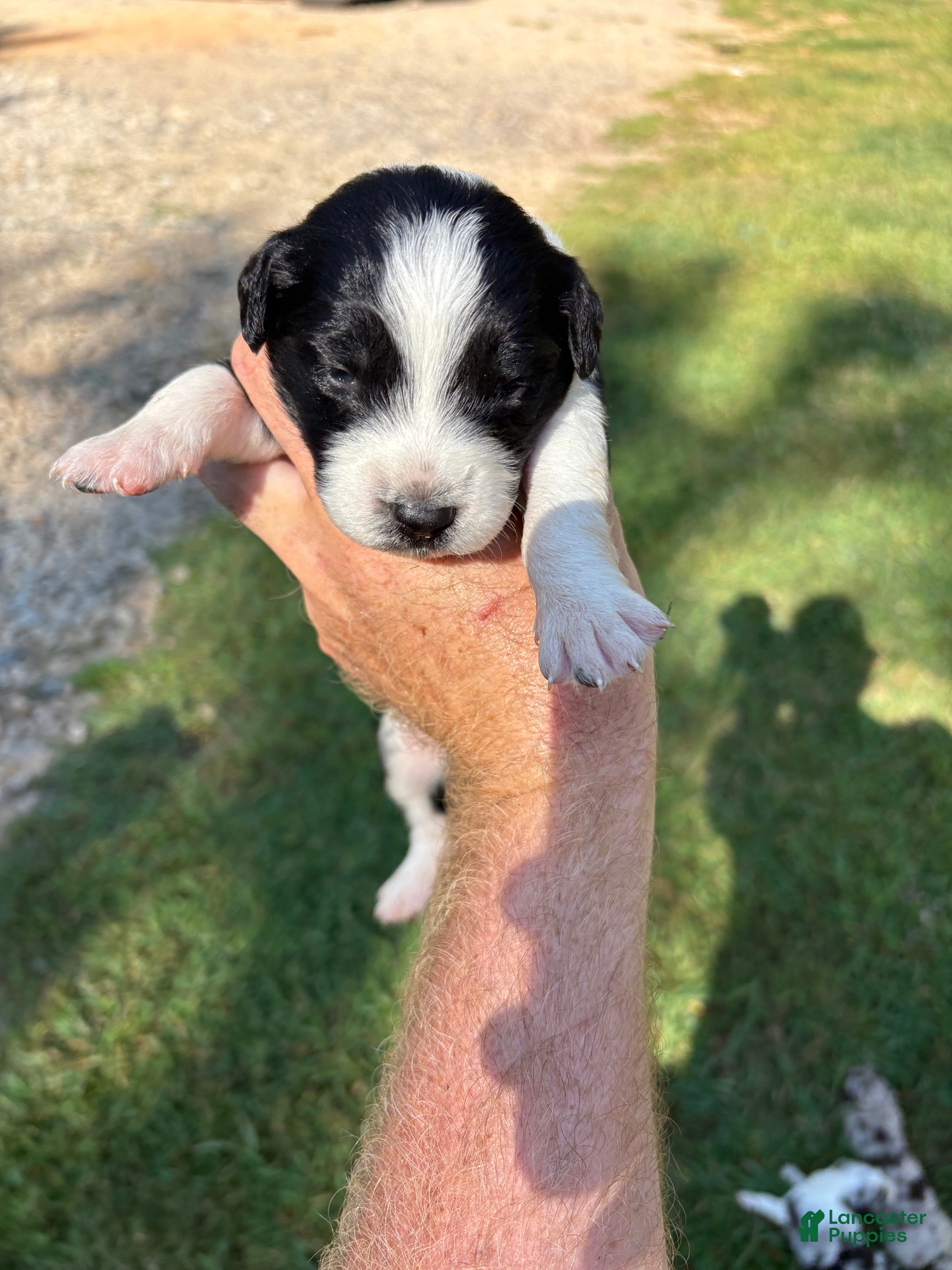 Mixed Breed dogs Mixed Breed Puppy 10 - Ad 18