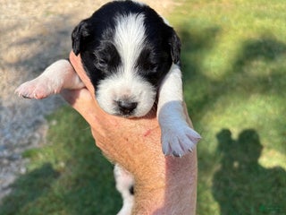 Mixed Breed dogs Mixed Breed Puppy 10 - Ad 5