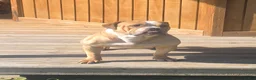 Olde English Bulldogge dogs for sale: Quinnlan - Ad 5