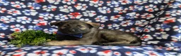 Mixed Breed dogs for sale: Bain - Ad 4