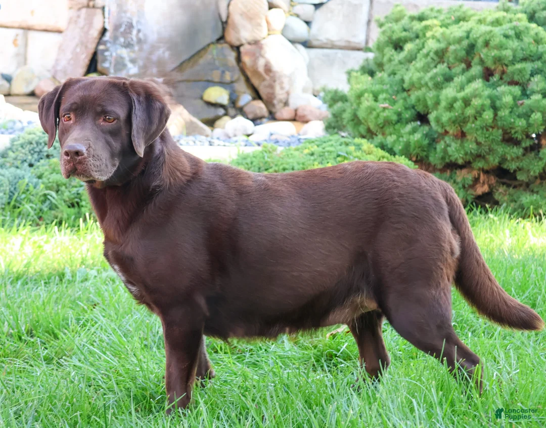 Labrador Retriever dogs for sale: Reba - Ad 4