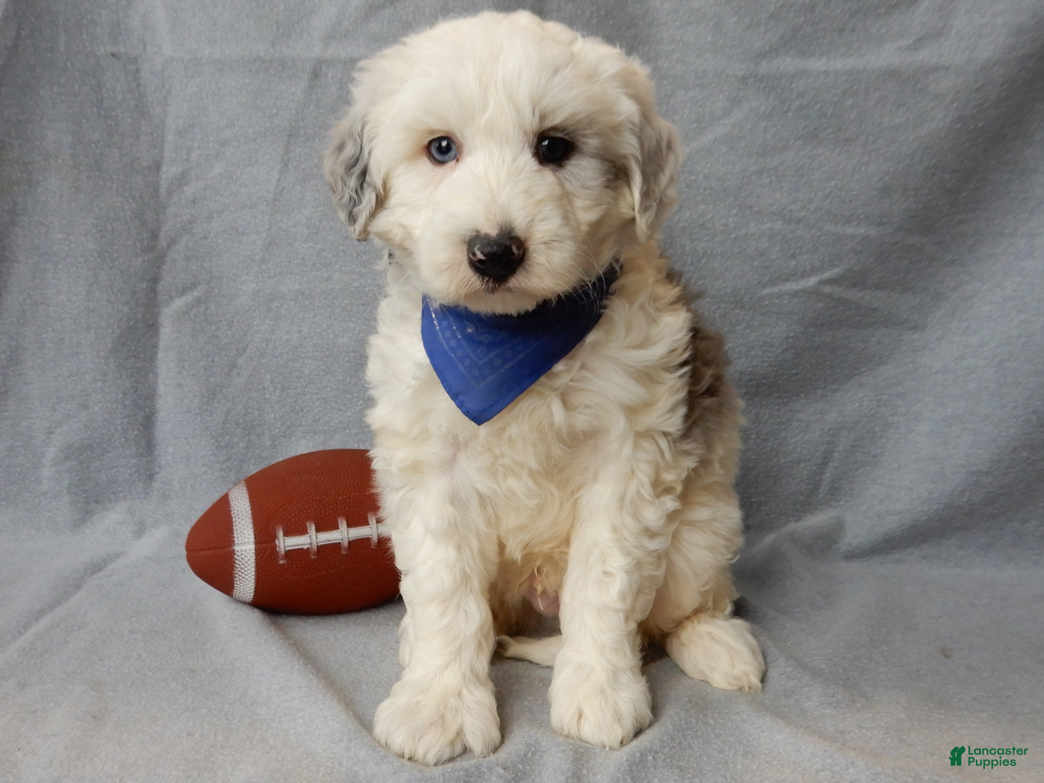 Sheepadoodle dogs Robby - Ad 4