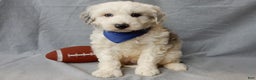 Sheepadoodle dogs for sale: Robby - Ad 1