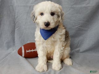 Sheepadoodle dogs Robby - Ad 5