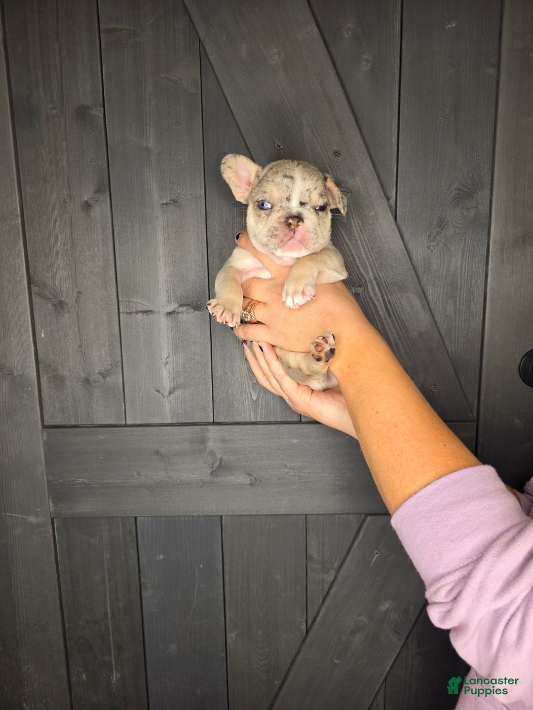 French Bulldog dogs for sale: French Bulldog Puppy 3 - Ad 10