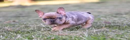 French Bulldog dogs for sale: Charlie - Ad 3