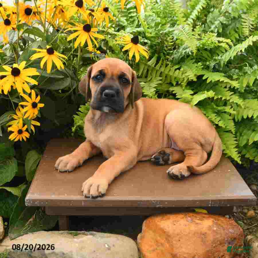 Great Dane dogs Lily - Ad 2