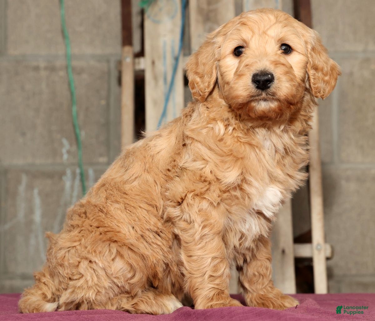 Labradoodle dogs Ronnie - Ad 26