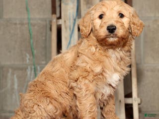 Labradoodle dogs Ronnie - Ad 41