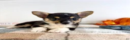 Welsh Corgi Pembroke dogs for sale: CKC May - Ad 4