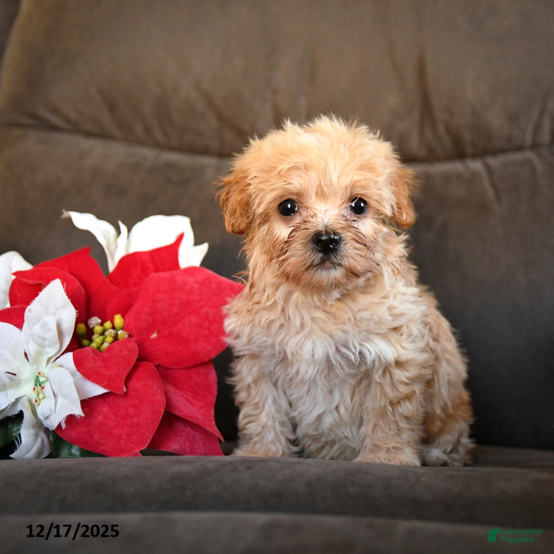 Teddy Bear dogs for sale: Hershey - Ad 2