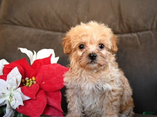 Teddy Bear dogs Hershey - Ad 17