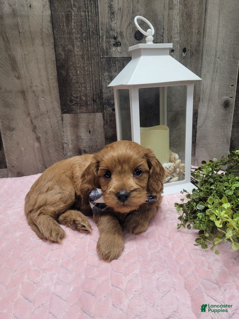 Cavapoo dogs Rusty - Ad 1