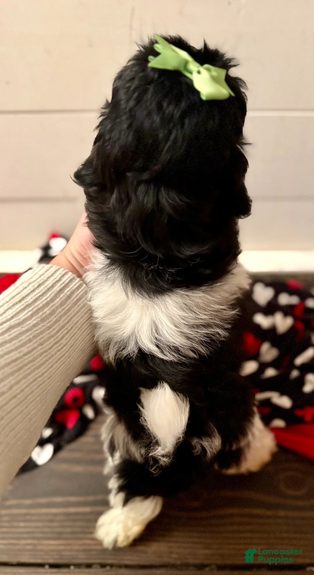 Shihpoo dogs for sale: Elphi - Ad 22