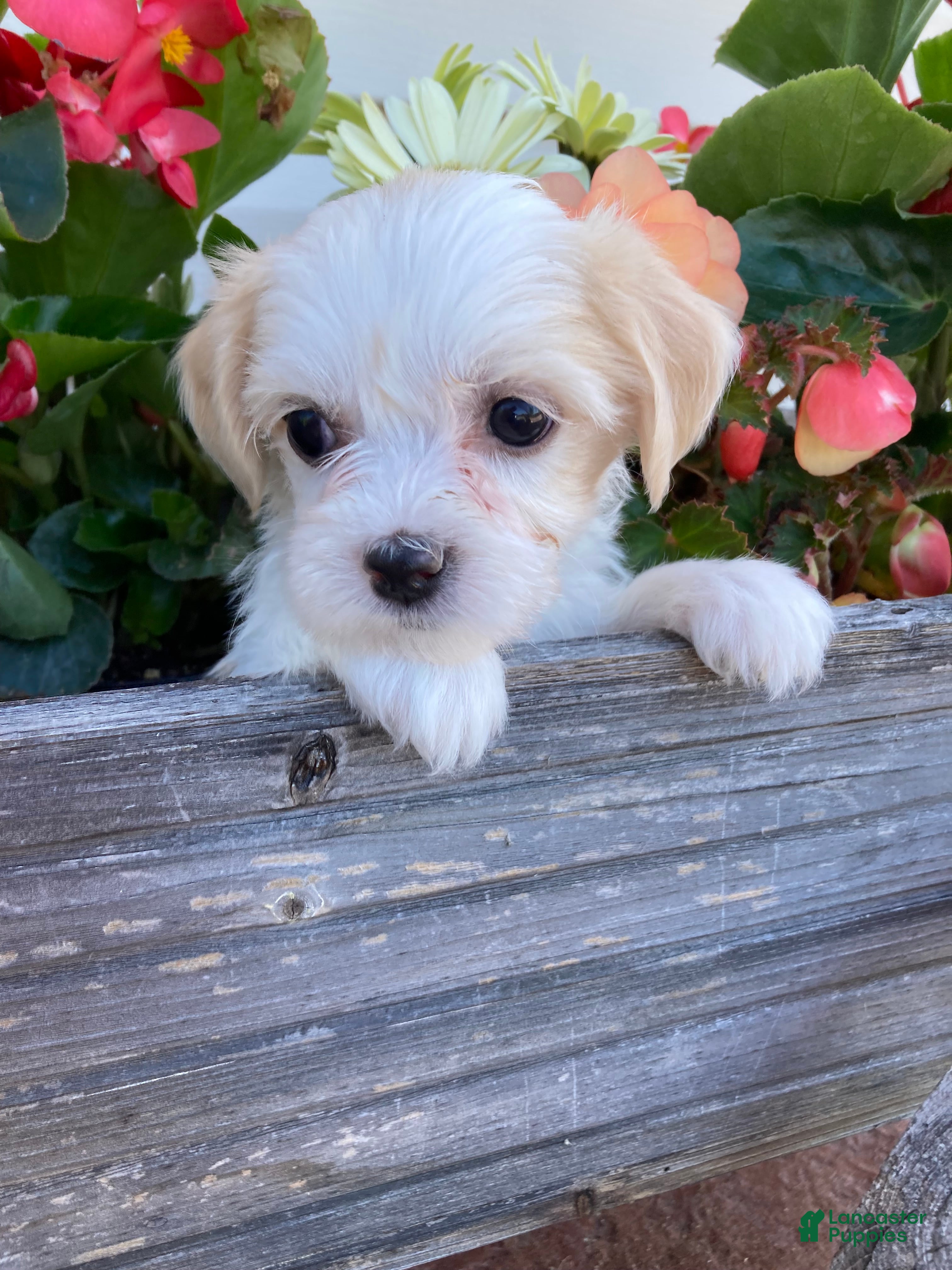 Mixed Breed dogs Ellie - Ad 2