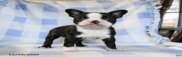 Boston Terrier dogs for sale: Buddy - Ad 1