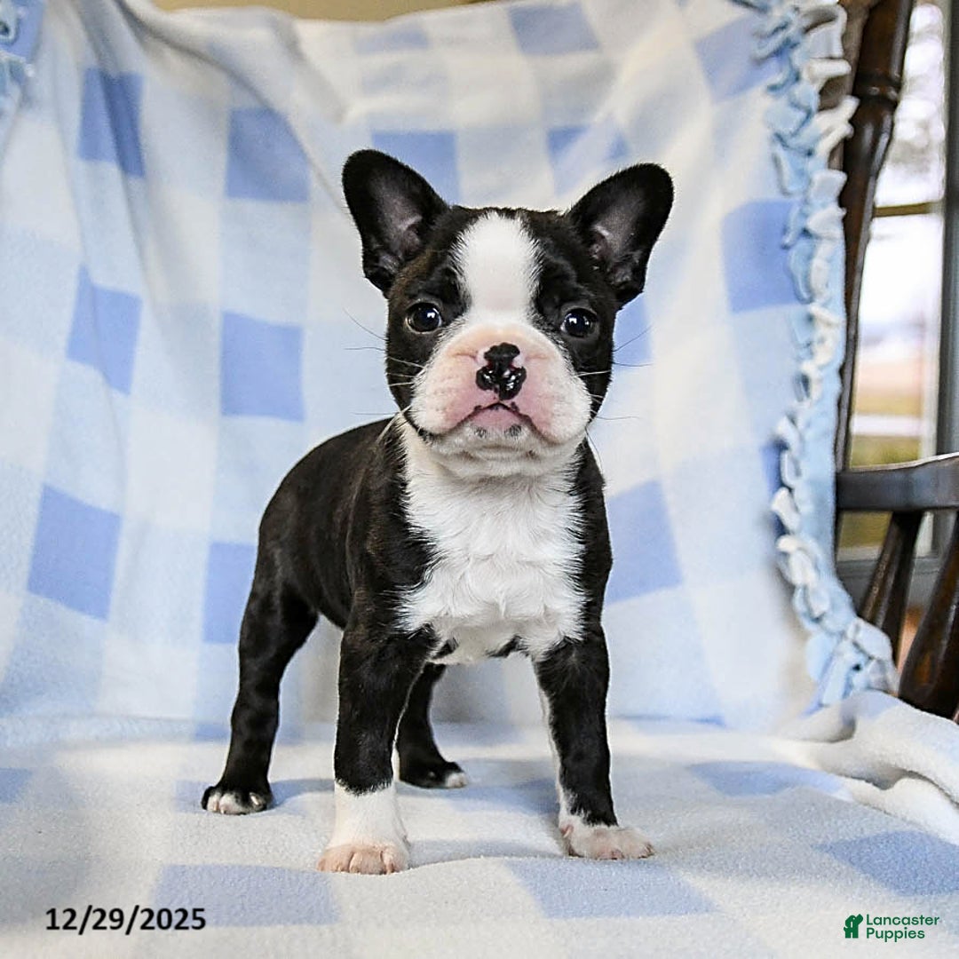 Boston Terrier dogs for sale: Buddy - Ad 1