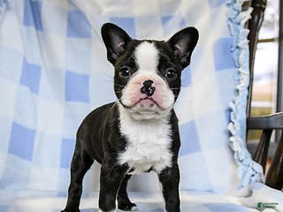 Boston Terrier dogs Buddy - Ad 33