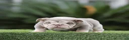 English Bulldog dogs for sale: English Bulldog Puppy 1 - Ad 2