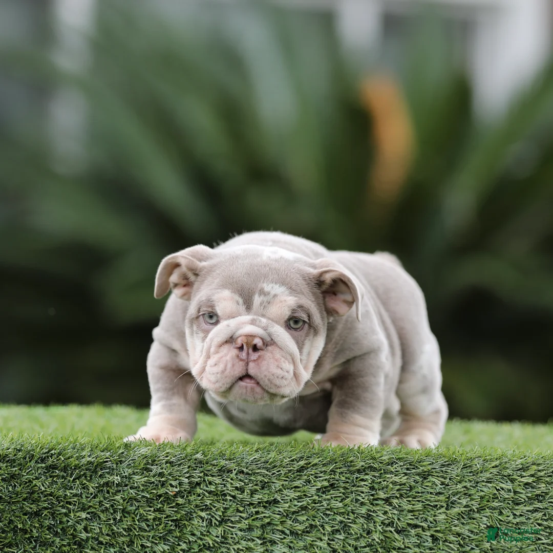 English Bulldog dogs for sale: English Bulldog Puppy 1 - Ad 2