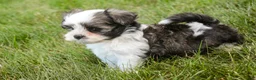Havanese dogs for sale: Finnegan - Ad 6