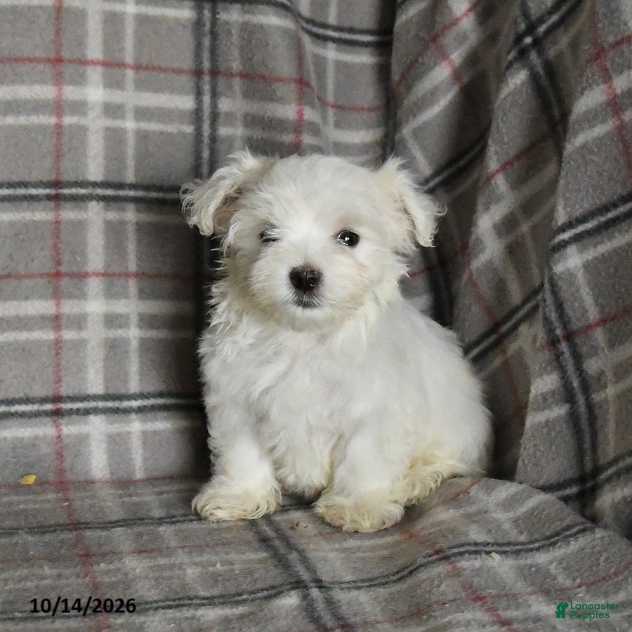 Maltese dogs Pearl - Ad 2