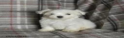 Maltese dogs for sale: Pearl - Ad 2