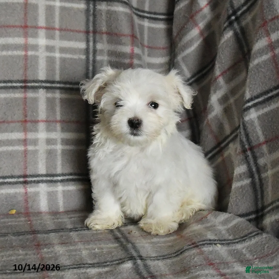 Maltese dogs for sale: Pearl - Ad 2