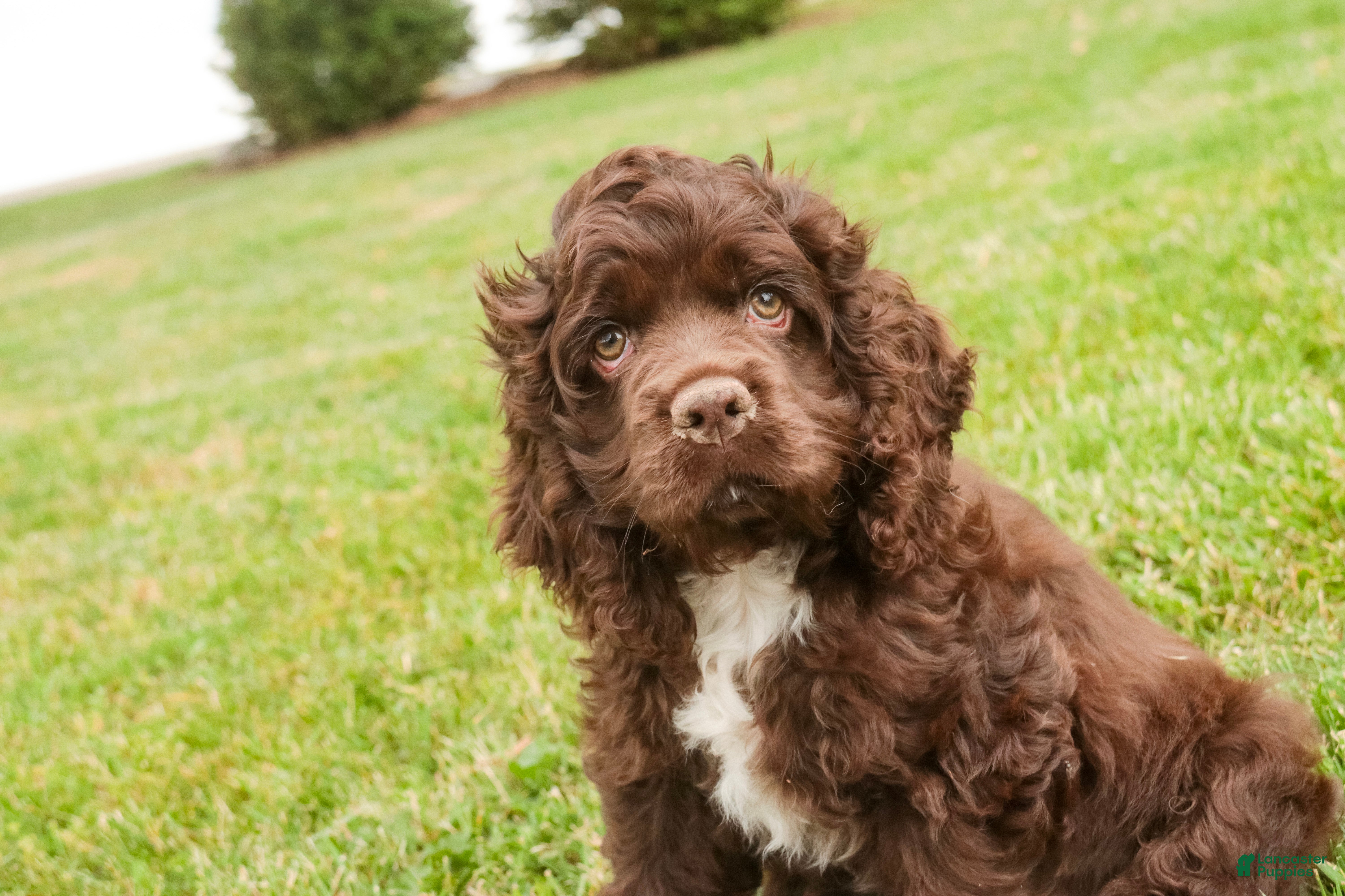 Cocker Spaniel dogs Brownie - Ad 1