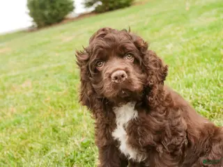 Cocker Spaniel dogs for sale: Brownie - Ad 1