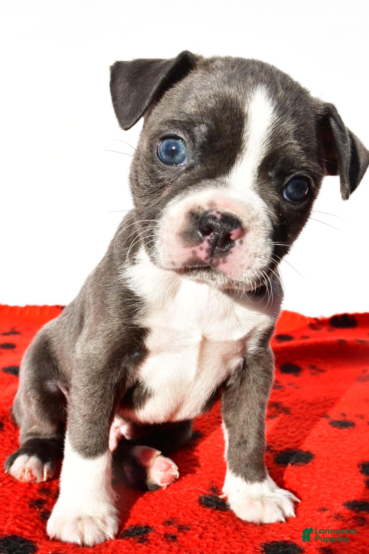 Boston Terrier dogs for sale: Shawn - Ad 2