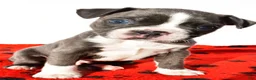 Boston Terrier dogs for sale: Shawn - Ad 2