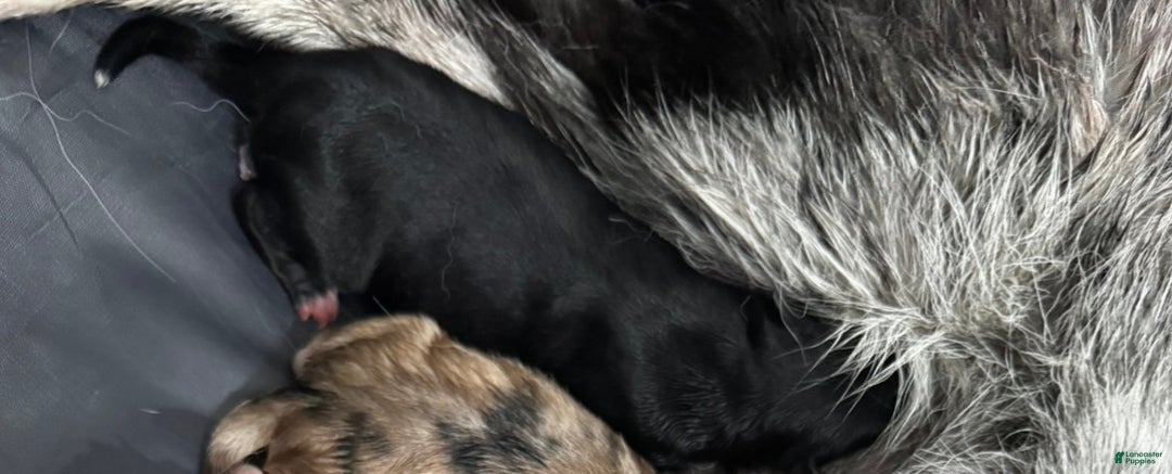 Pomsky dogs for sale: Pomsky Puppy black and white male - Ad 1