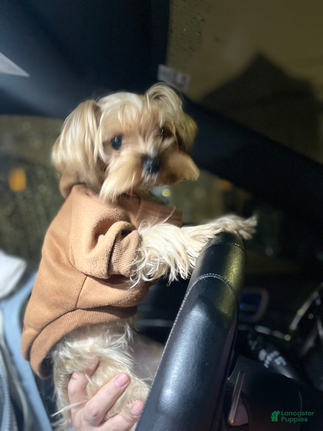 Yorkshire Terrier dogs for sale: Lucy - Ad 7