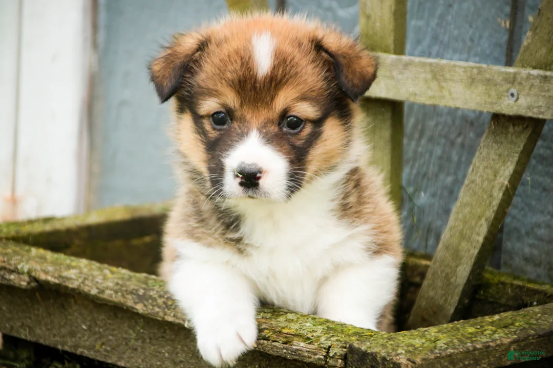 Welsh Corgi Pembroke dogs for sale: Gene - Ad 1
