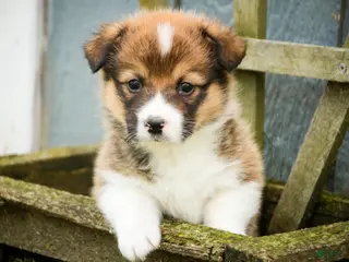 Welsh Corgi Pembroke dogs for sale: Gene - Ad 3