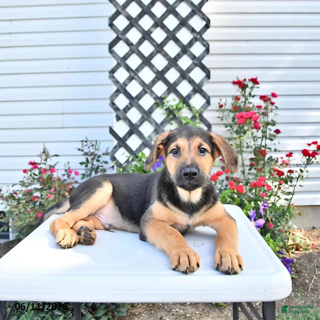 Golden Shepherd dogs for sale: Rascal - Ad 1